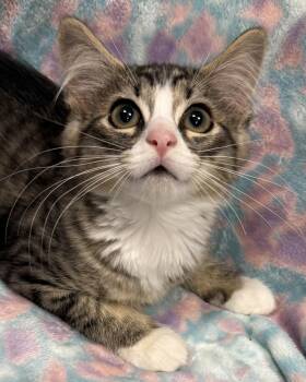 Xavier -  Domestic Medium Hair Cat for Adoption in Marvin, North Carolina - Xavier | PetCurious