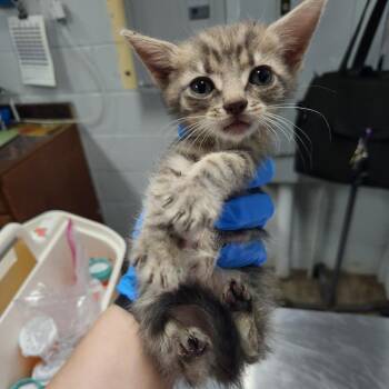 Sprinkle -  Domestic Short Hair Cat for Adoption in Summerville, South Carolina - Sprinkle | PetCurious