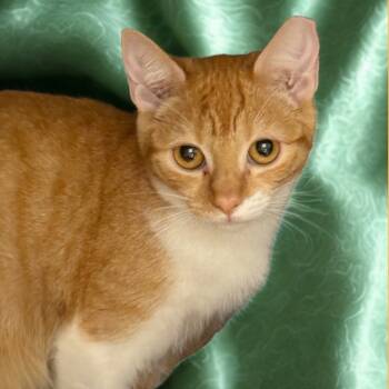 Rescue Domestic Short Hair Cats for Adoption in Hemet, California - Bella | PetCurious