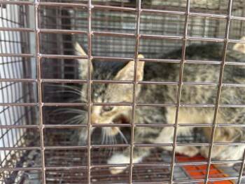 Domestic Short Hair Cats Available for Adoption in Houston, Texas - A656851 | PetCurious