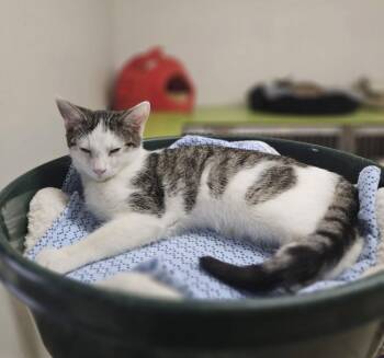 Velcra -  Domestic Short Hair Cat for Adoption in Ruskin, Florida - Velcra | PetCurious