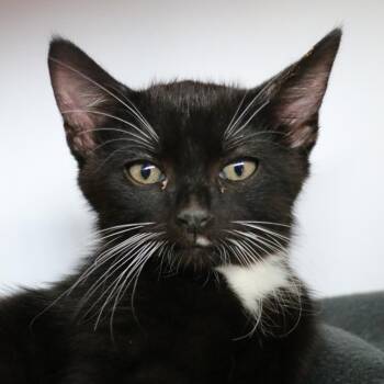 Dale -  Domestic Short Hair Cat for Adoption in Sarasota, Florida - Dale | PetCurious