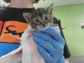 LILABET -  Domestic Short Hair Cat for Adoption in Omaha, Nebraska - LILABET | PetCurious