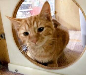 Elizabeth -  Tabby Cat for Adoption in Waynesboro, Virginia - Elizabeth | PetCurious