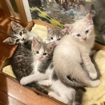 Ash -  Domestic Short Hair Cat for Adoption in Wantagh, New York - Ash | PetCurious