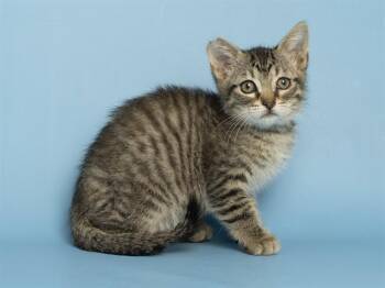 Domestic Short Hair Cats Available for Adoption in Phoenix, Arizona - SULLY | PetCurious