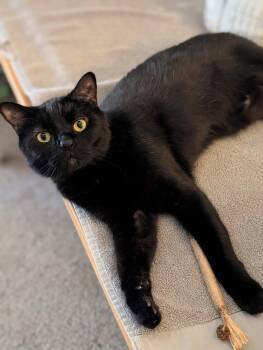 ZIGGY -  Domestic Short Hair Cat for Adoption in Hillsboro, Oregon - ZIGGY | PetCurious