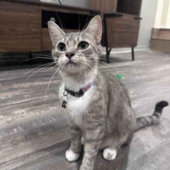 Bailey -  Domestic Short Hair Cat for Adoption in Wakefield, Quebec - Bailey | PetCurious