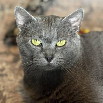 Rescue American Shorthair Cats for Adoption in Newport, Kentucky - Smokey | PetCurious