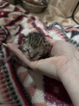 Rescue Domestic Short Hair Cats for Adoption in Virginia Beach, Virginia - Nebula '25 | PetCurious