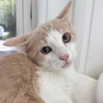 Gunther -  Domestic Short Hair Cat for Adoption in Gloucester, Virginia - Gunther | PetCurious