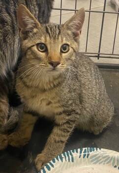 Rescue Domestic Short Hair Cats for Adoption in Rancho Cucamonga, California - SESAME | PetCurious