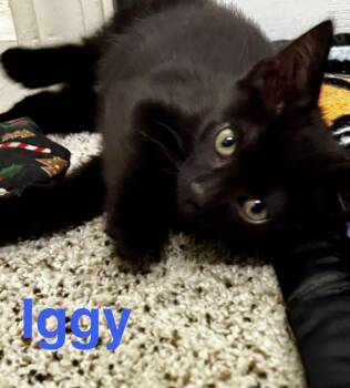 Iggy -  Domestic Short Hair Cat for Adoption in Diamond Springs, California - Iggy | PetCurious