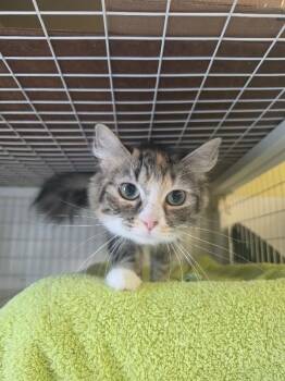 Ellie Mae -  Domestic Long Hair Cat for Adoption in Cortland, New York - Ellie Mae | PetCurious