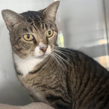 Stripes -  Domestic Short Hair Cat for Adoption in Ridgely, Maryland - Stripes | PetCurious