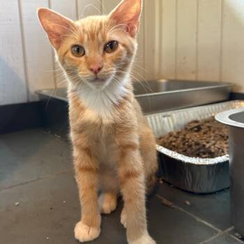 Marmalade -  Domestic Short Hair Cat for Adoption in Granby, Missouri - Marmalade | PetCurious