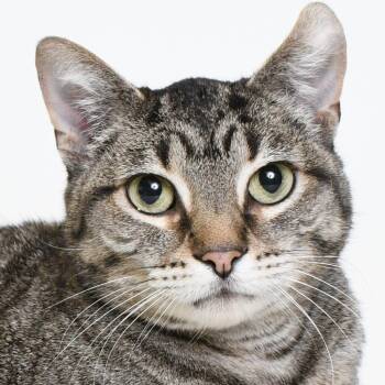 Rescue Domestic Short Hair Cats for Adoption in Springfield, Illinois - Gretchen | PetCurious