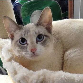 Siamese and Domestic Short Hair Cats Available for Adoption - Cosmo And Snowdrop | PetCurious
