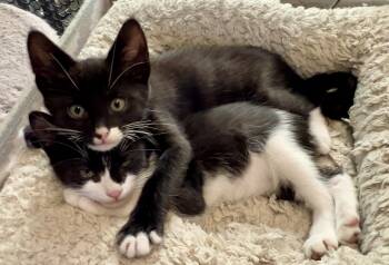Domestic Short Hair Cats Available for Adoption in Los Angeles, California - Bruce | PetCurious