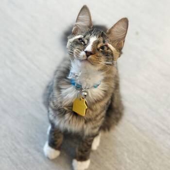 Domestic Short Hair Cats Available for Adoption - Asher | PetCurious