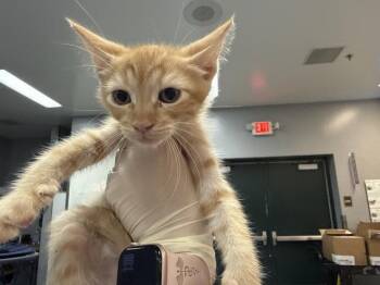 A1925646 -  Domestic Short Hair Cat for Adoption in Thousand Palms, California - A1925646 | PetCurious