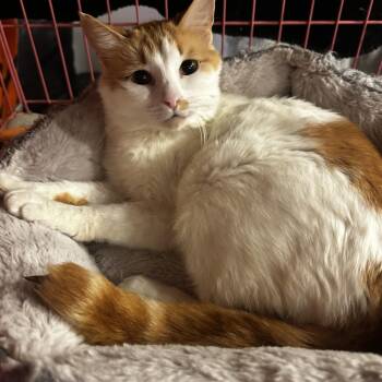 Bianca -  Domestic Short Hair Cat Available for Adoption in Missoula, Montana - Bianca | PetCurious