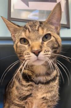 CINNA SWIRL* -  Domestic Short Hair Cat for Adoption in Santa Cruz, California - CINNA SWIRL* | PetCurious