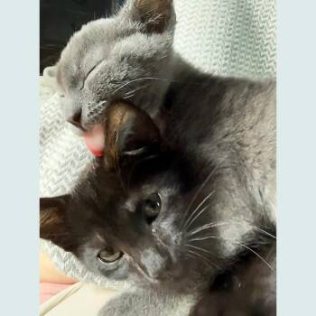 Eleanor Rigby -  Domestic Short Hair Cat for Adoption in Pleasant Hill, California - Eleanor Rigby | PetCurious