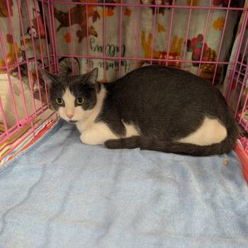 Bimbo -  Domestic Short Hair Cat for Adoption in Reisterstown, Maryland - Bimbo | PetCurious