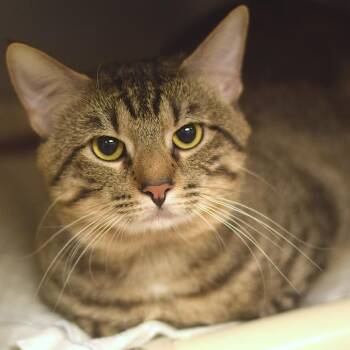 Zucchini -  Domestic Short Hair Cat for Adoption in Belleville, Illinois - Zucchini | PetCurious