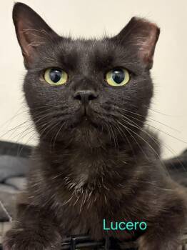 Lucero -  Domestic Medium Hair Cat for Adoption in Las Cruces, New Mexico - Lucero | PetCurious