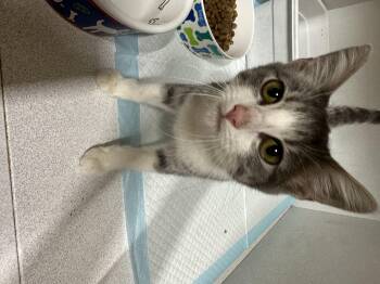 Rescue Domestic Medium Hair Cats for Adoption in Paris, Tennessee - MILLY | PetCurious