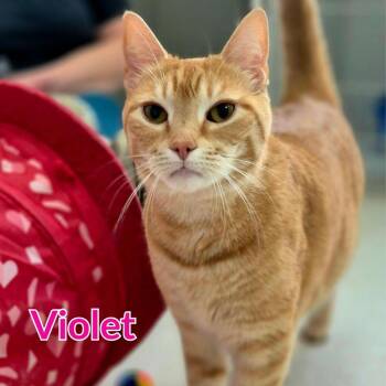 Violet -  Domestic Short Hair Cat for Adoption in North Saint Paul, Minnesota - Violet | PetCurious