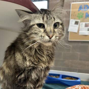 Kiara -  Domestic Long Hair Cat for Adoption in Cheyenne, Wyoming - Kiara | PetCurious