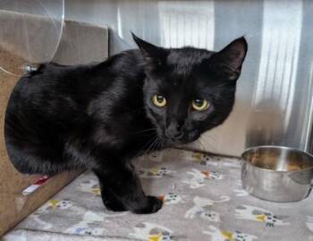 Majick -  Domestic Short Hair Cat for Adoption in Missoula, Montana - Majick | PetCurious