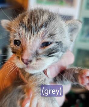 Pickle -  Tabby Cat for Adoption in Kennewick, Washington - Pickle | PetCurious
