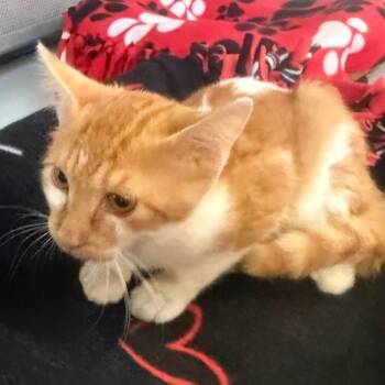 Lucky -  Domestic Short Hair Cat for Adoption in Sarasota, Florida - Lucky | PetCurious