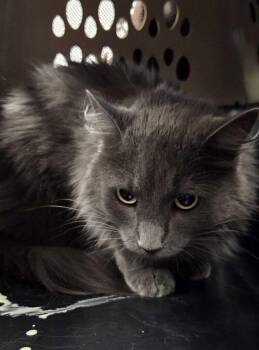 Weegy -  Domestic Short Hair Cat for Adoption in Fruit Heights, Utah - Weegy | PetCurious