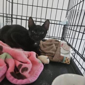 Banyan -  Domestic Short Hair Cat for Adoption in Tampa, Florida - Banyan | PetCurious