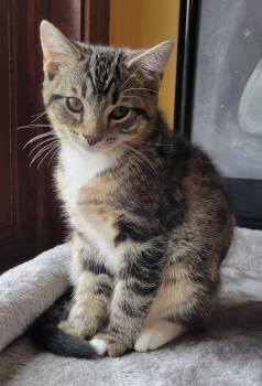 Krakatau -  Domestic Short Hair Cat for Adoption in Indiana, Pennsylvania - Krakatau | PetCurious