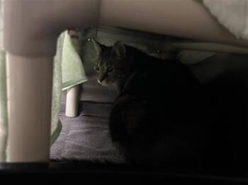 Domestic Short Hair Cats Available for Adoption in Montreal, Quebec - Mammouth | PetCurious