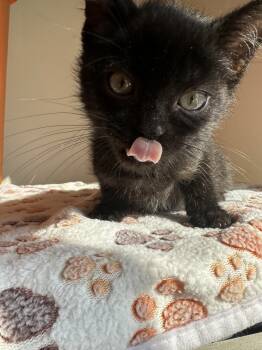 Rescue Domestic Short Hair Cats for Adoption in Chicago, Illinois - Claudio | PetCurious