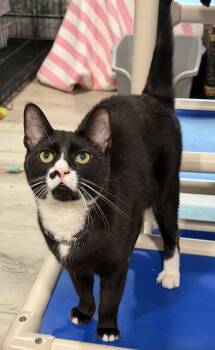 Domestic Short Hair Cats Available for Adoption - Sparky | PetCurious
