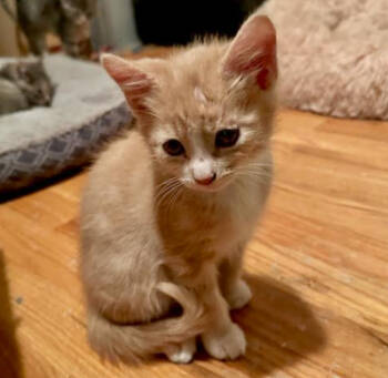Rescue Domestic Short Hair Cats for Adoption in Redmond, Washington - Big Red | PetCurious