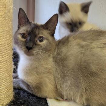 Siamese Cats Available for Adoption in Aberdeen, Washington - Biscuit | PetCurious