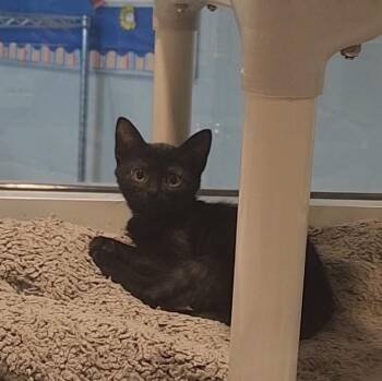 Flea -  Domestic Short Hair Cat for Adoption in Charleston, South Carolina - Flea | PetCurious