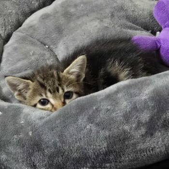 Rescue Domestic Short Hair Cats for Adoption in Baytown, Texas - Thing 1 | PetCurious