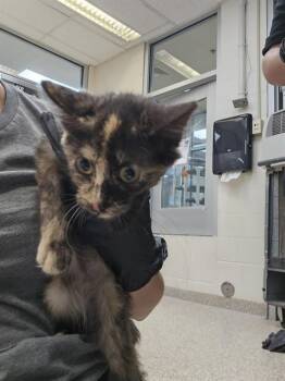 JESSIE -  Domestic Short Hair Cat for Adoption in Pueblo, Colorado - JESSIE | PetCurious