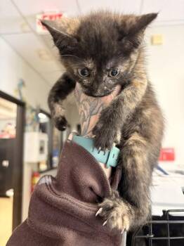 Winter -  Domestic Short Hair Cat for Adoption in Saint Charles, Missouri - Winter | PetCurious