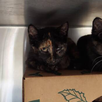 Crescent -  Domestic Short Hair Cat for Adoption in Ashtabula, Ohio - Crescent | PetCurious